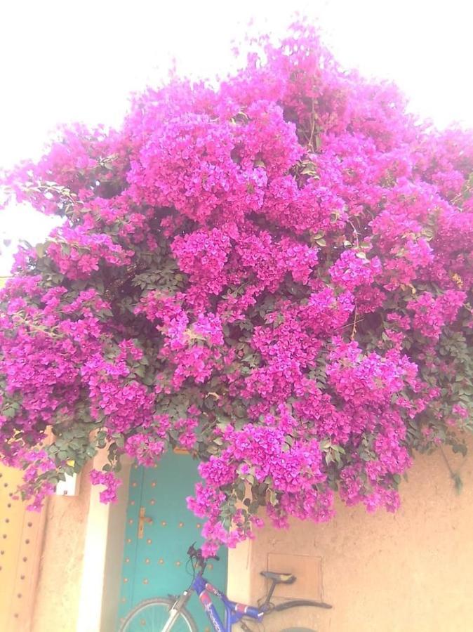 טרודאנט Riad Zidania מראה חיצוני תמונה